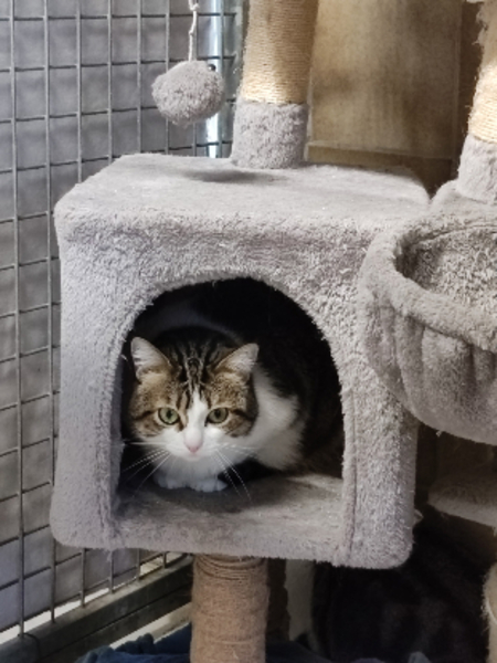 Adopter Cerise