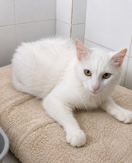 Adopter César