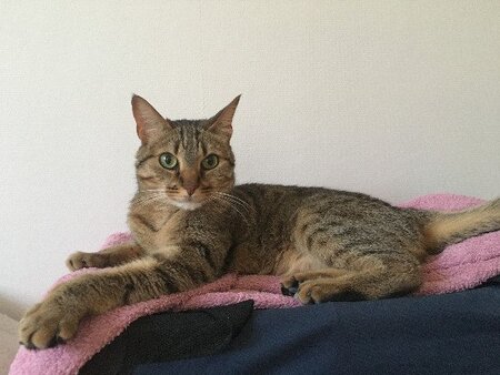 Adopter Chabine