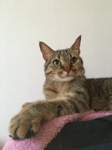 Adopter Chabine
