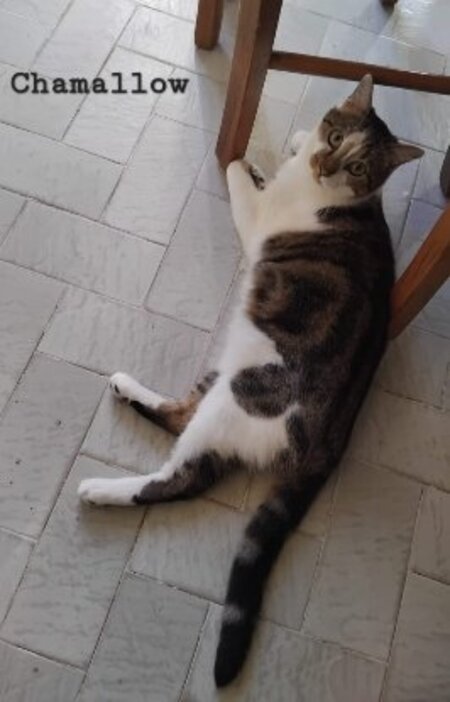 Adopter Chamallow