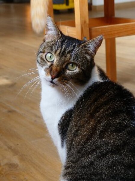 Adopter Chaman