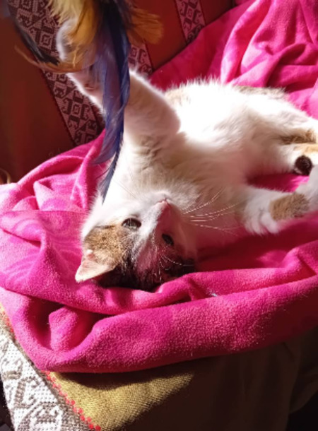 Adopter Chantal