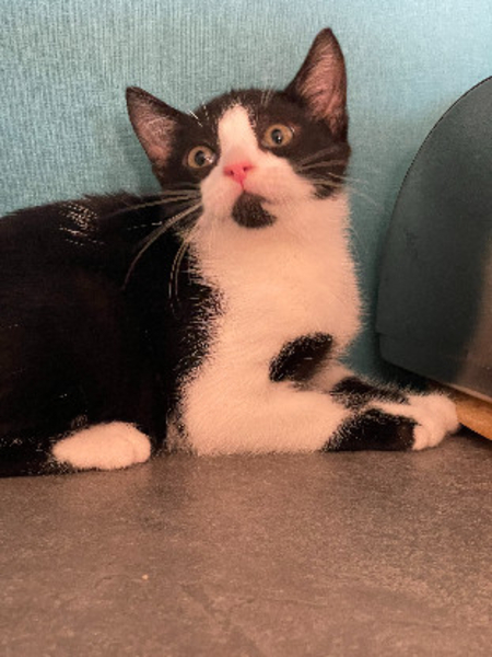 Adopter Charly