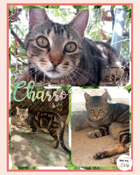 Adopter Charro