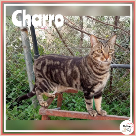 Adopter Charro