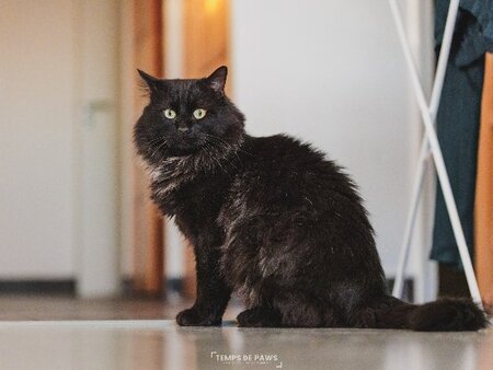 Adopter Chasticot