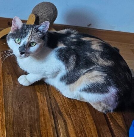 Adopter Cherry