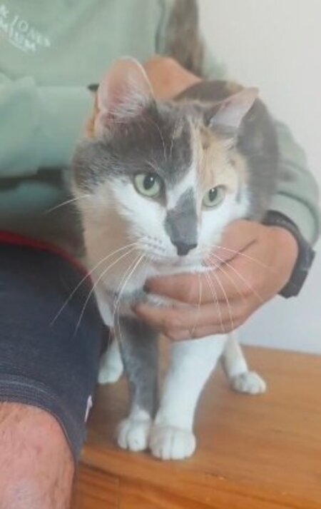 Adopter Cherry