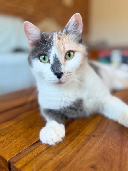 Adopter Cherry