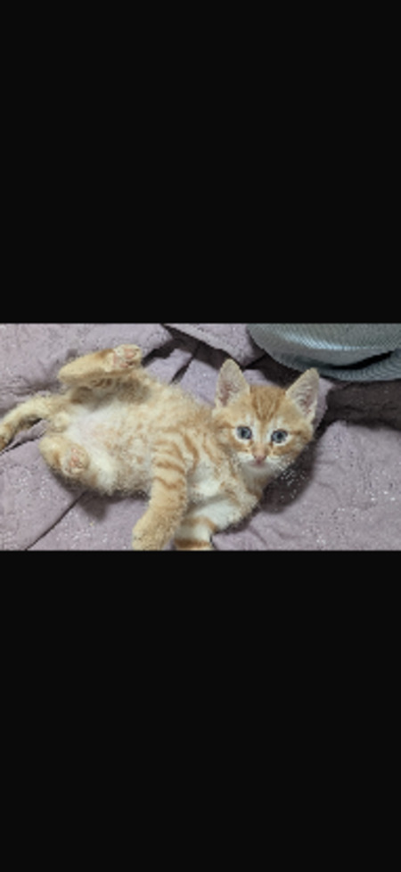 Adopter Chewie