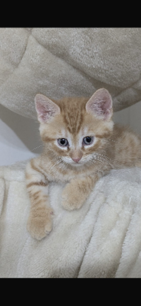 Adopter Chewie