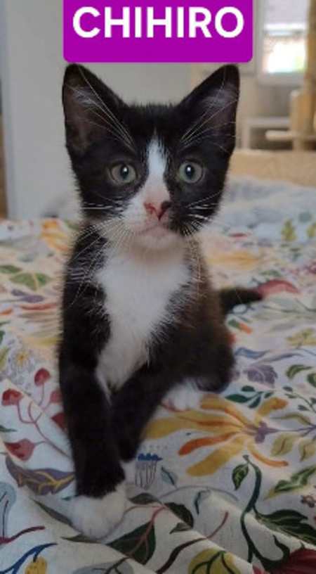 Adopter Chihiro petite de iska