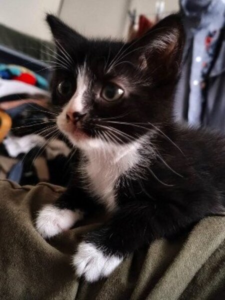 Adopter Chihiro petite de iska