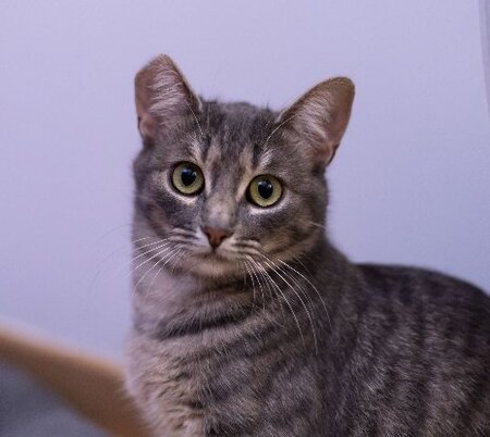 Adopter Chipie