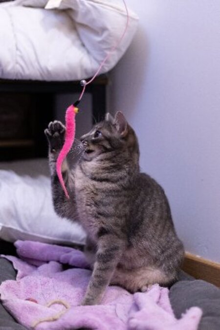 Adopter Chipie
