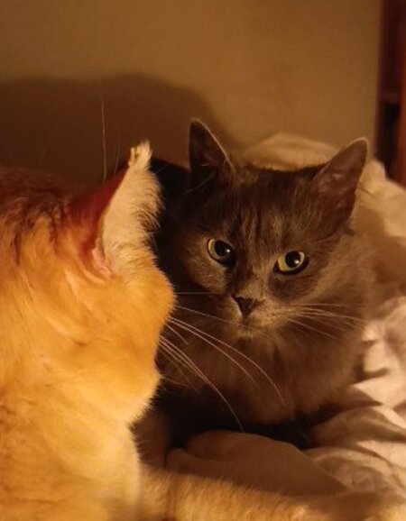 Adopter Chouquette et roudoudou
