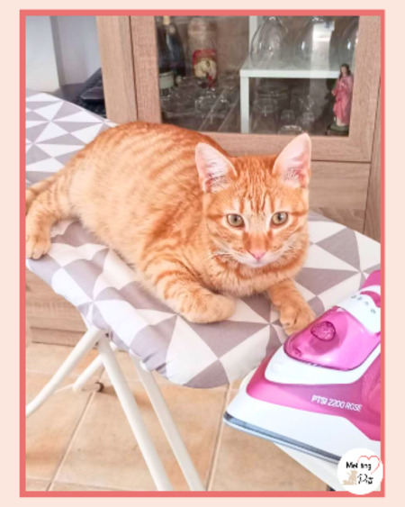 Adopter Ciro