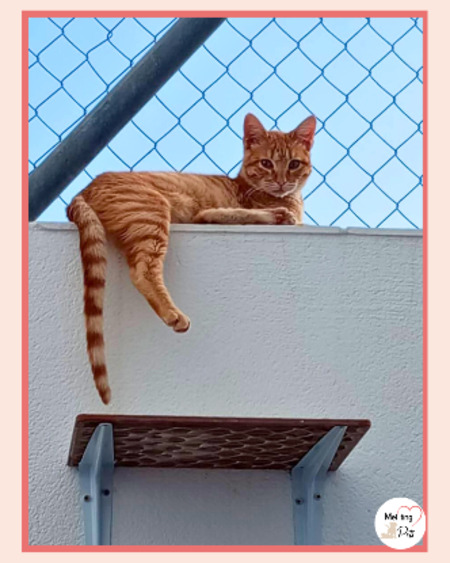 Adopter Ciro