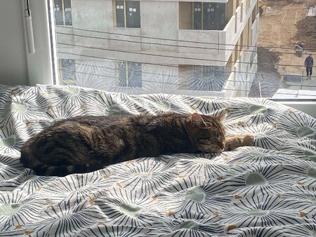 Adopter Citronelle