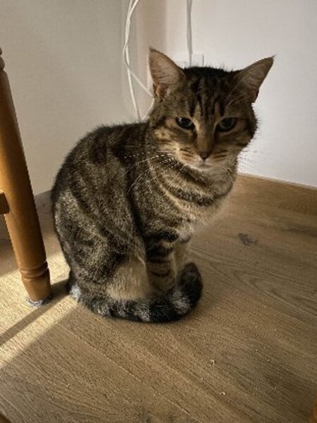 Adopter Citronelle