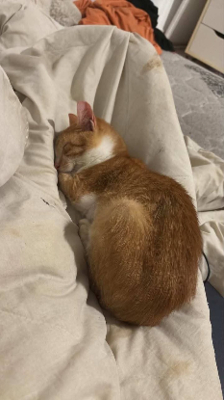Adopter Citrouille