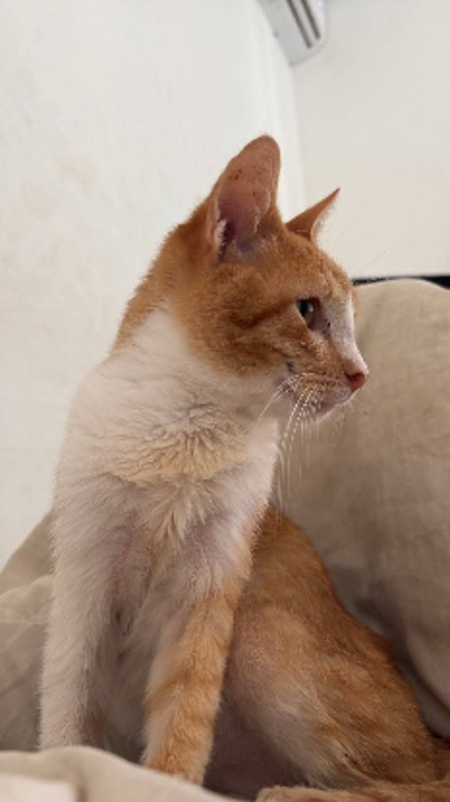 Adopter Citrouille