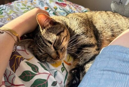 Adopter Clarence