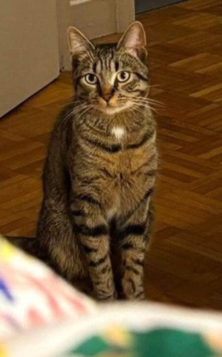 Adopter Clarence