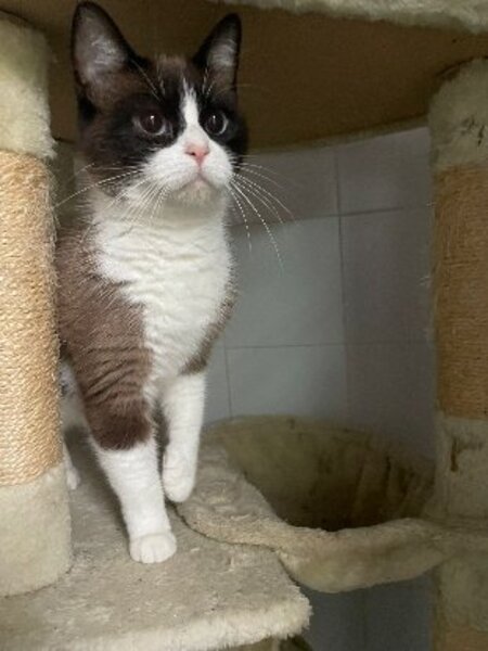 Adopter Claudie
