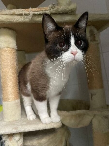 Adopter Claudie