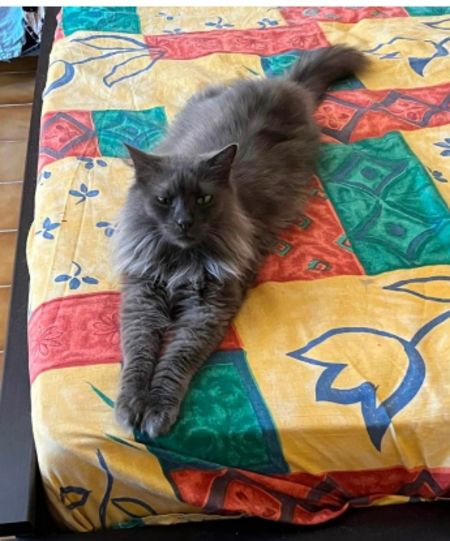 Adopter Clea