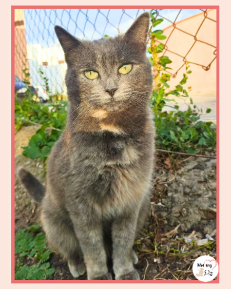 Adopter Cloe