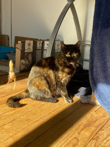 Adopter Coco
