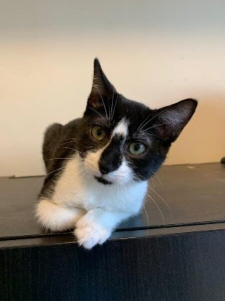 Adopter Cody