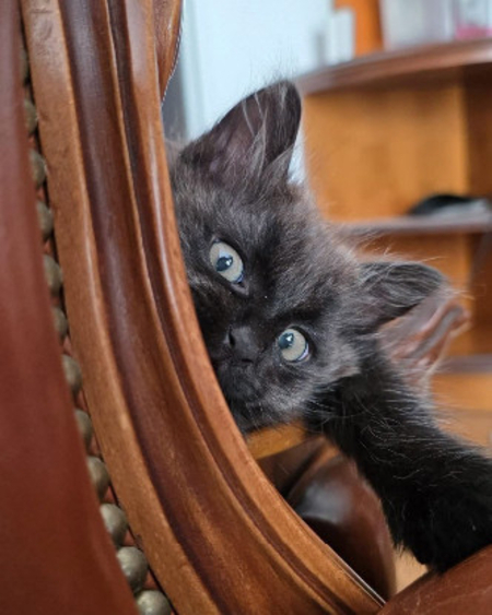 Adopter SARAHCONNOR