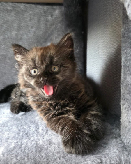 Adopter SARAHCONNOR