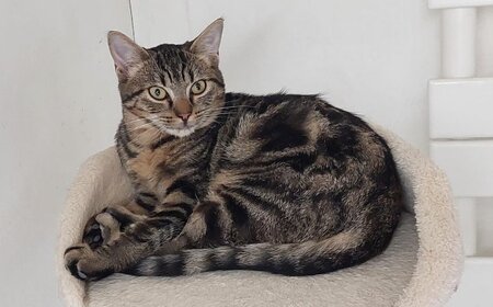 Adopter Cookie
