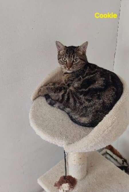 Adopter Cookie