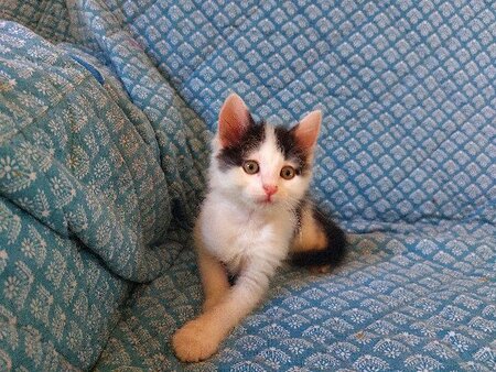 Adopter Cookie