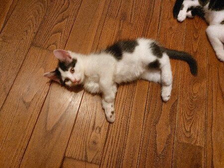Adopter Cookie