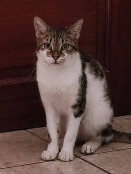 Adopter Cooper