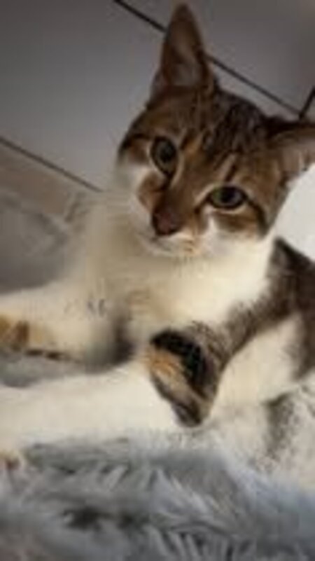 Adopter Cooper