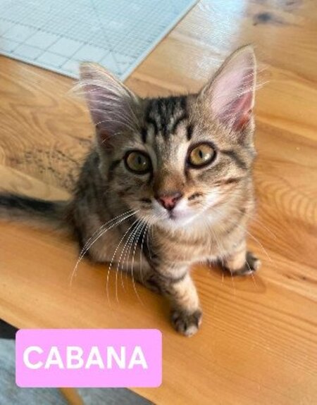 Adopter Copa et cabana a ensemble ou séparément si déj