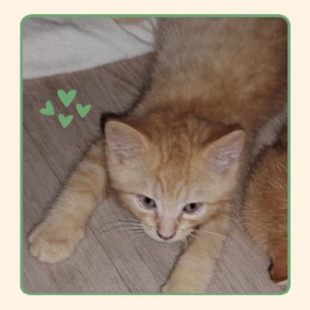 Adopter Corail