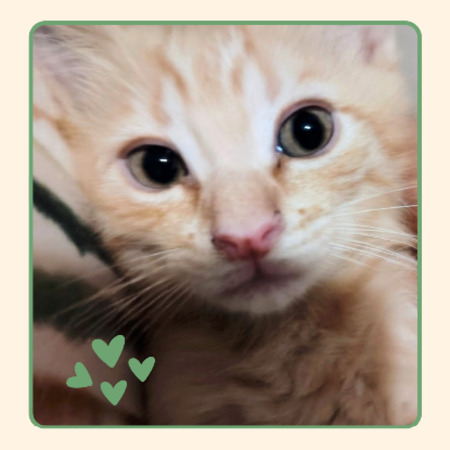 Adopter Corail