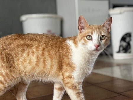 Adopter Crem