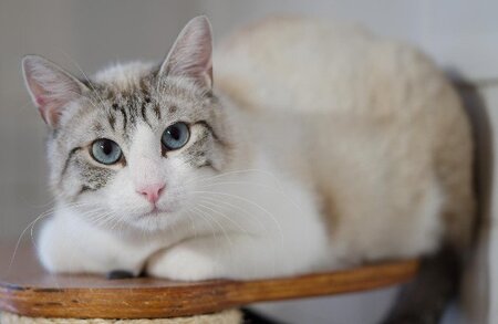 Adopter Crevette
