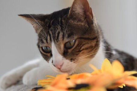 Adopter Cuarzo