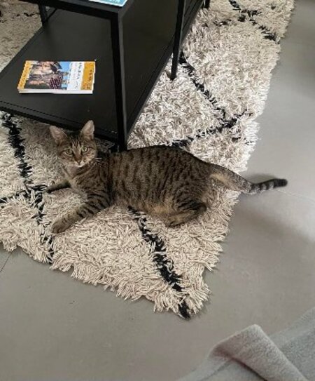 Adopter Daisy